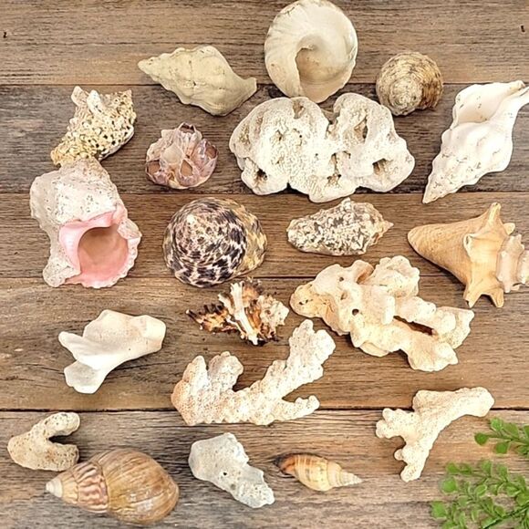 Assorted Seashell and Coral Collection 20 pieces - Picture 1 of 12